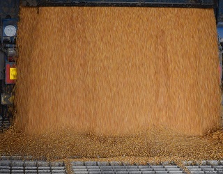 «Ніка-Тера» розпочала перевалювання зерна з контейнерів